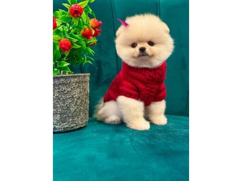 Güleryüzlü ayı surat;pomeranian yavrum