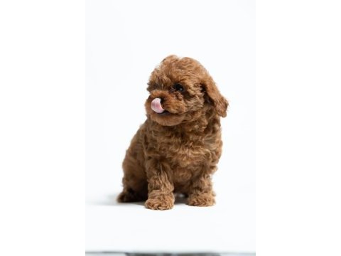 A kalite toy poodle yavrularımız