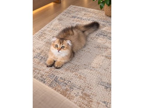 Golden british longhair