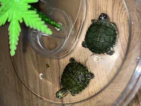Sahiplendirilecek kutusuyla yavru kaplumbağalar