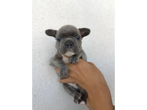 Görebileceğiniz en tatlı french bulldog bebekler