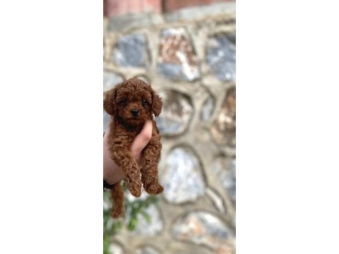 Toy poodle bebeklerimiz