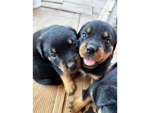 Koca kafa rottweiler yavruları