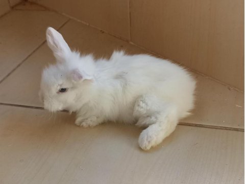 Hollanda lop tavşanı