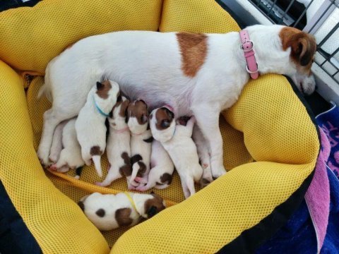 Jack russell yavrular her yere gönderilir