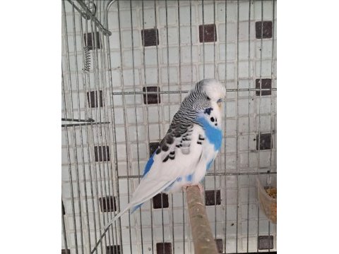 Kaliteli muhabbet kuşu damızlıklar