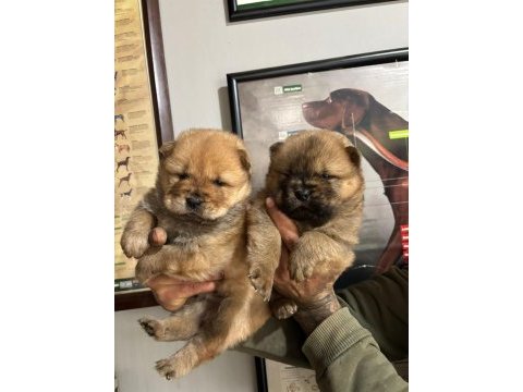 A kalite chow chow bebeklerim