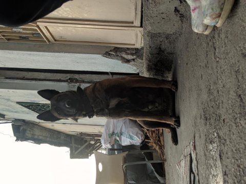 Belçika kurt malinois dişi eğitim ve scr has kan