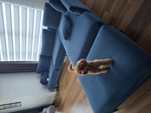 Gerçek toy poodle