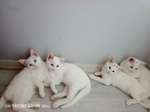 2 dişi ve 2 erkek kediler