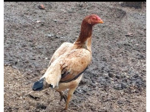 Safkan ırk horoz tavukları