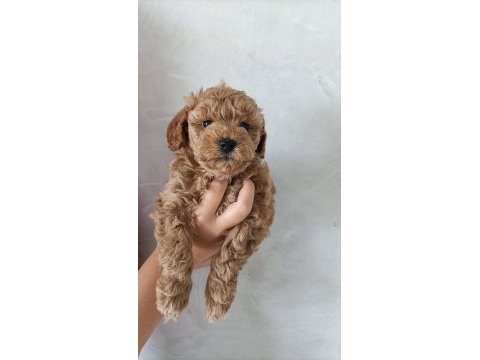 Toy poodle bebekler teslime hazır