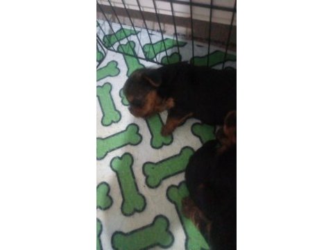 Yorkshire terrier yavrularımıza yuva arıyoruz