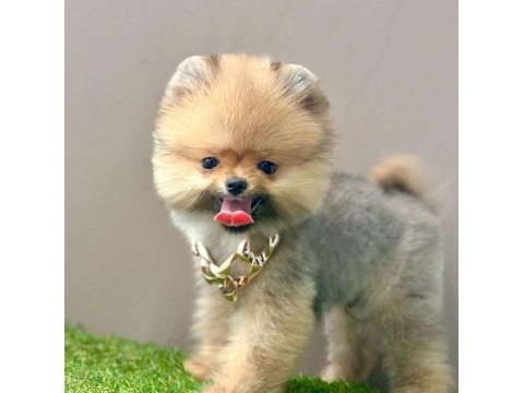 Sevimli pomeranian boo yavrularımız
