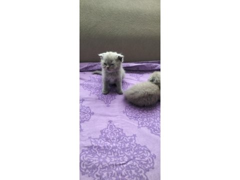 Scottish fold british shorthair