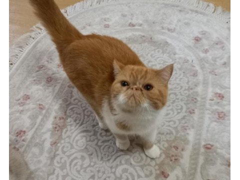 3.5 yaşında exotic shorthair dişi