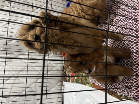 Teslime hazır red brown toy poodle