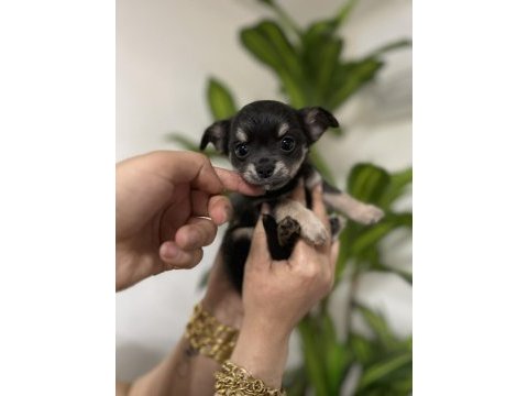 Pinscher değil chihuahua veriyoruz