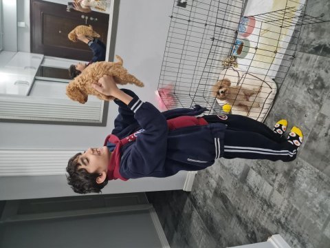Poodle bebişimiz