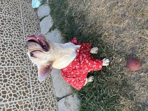 Yer probleminden dolayı cream dişi french yavrumuz