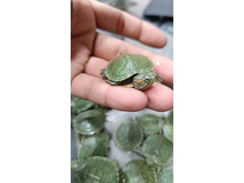 Kırmızı yanaklı su kaplumbağası