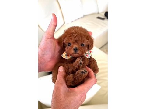 Yeni yıl hediyeniz toy poodle yavrular