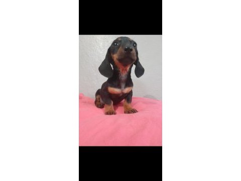 Dacshund yavrularım mevcut a kalite