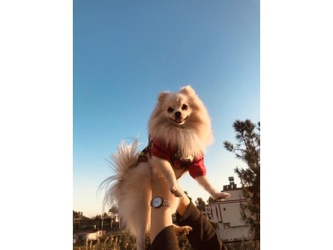 Erkek pomeranian boo