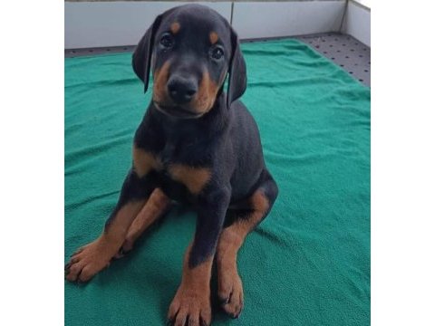 Doberman dişi erkek king yavru