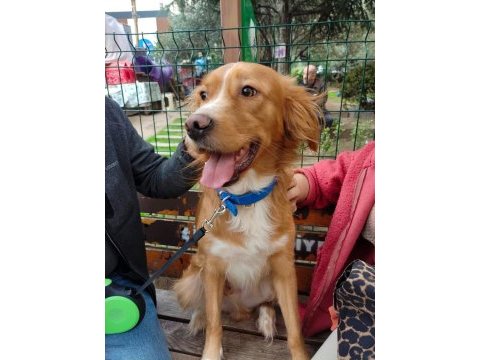 Altın gönüllü köpeğimiz oğlumuz chucky için ömürlük yuva