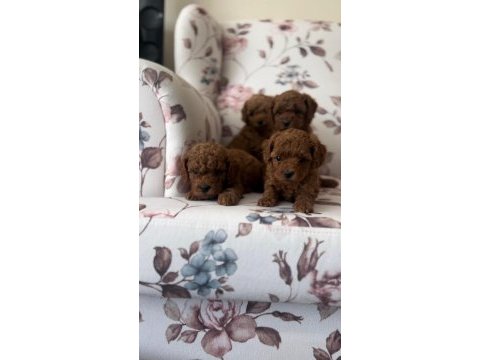Orjinal toy poodle bebekler safkan anne altından