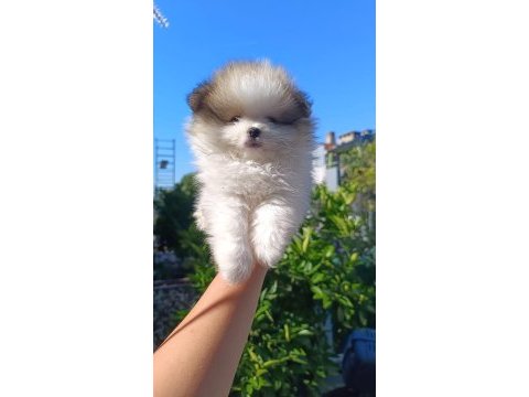 Pomeranian boo yavruları