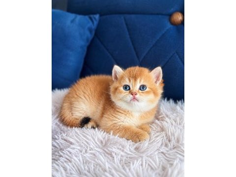 British shorthair ve longhair golden yavrular