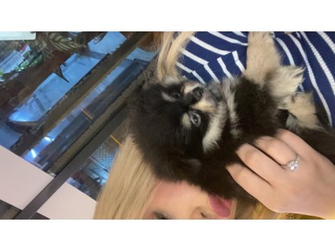 Pomeranian hem erkek hem kız vardır