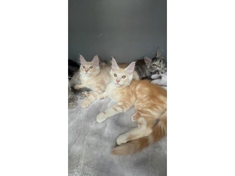Maine coon bebekler