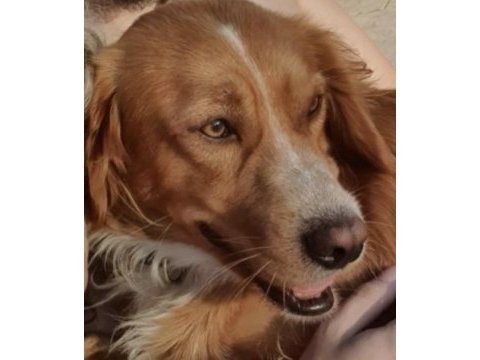 Altın gönüllü köpeğimiz oğlumuz chucky için ömürlük yuva