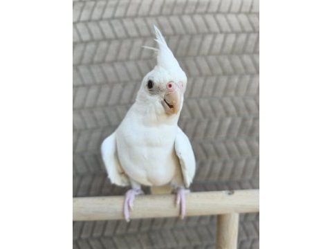 Son kalan albino dişi yavru sultan papağanı
