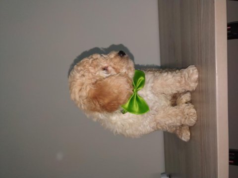 60 günlük yakışıklı poodle