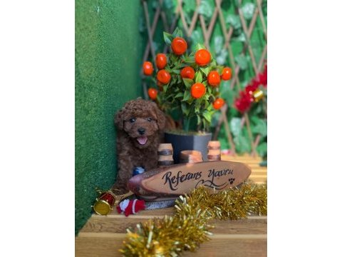 Referans yavru poodle