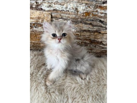British longhair kedimiz