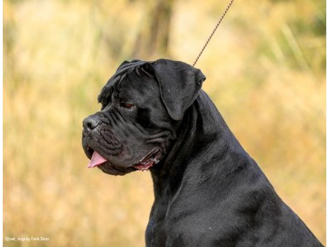 Fci/kif a şecere belgeli, ırk ve sağlık garantili cane corso