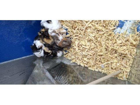 Yavru guinea pigler