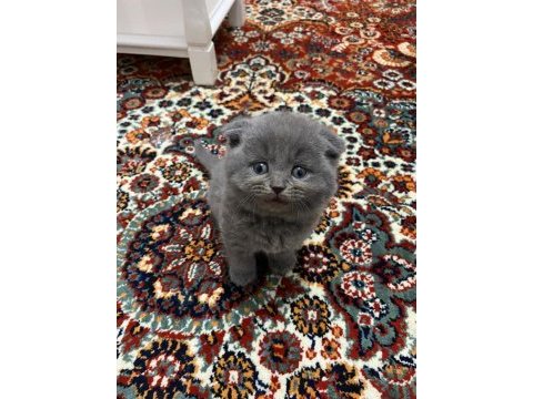 Safkan scottish fold yavrular