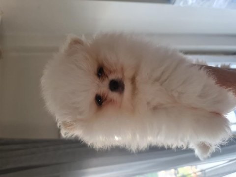 Show kalite pomeranian boo