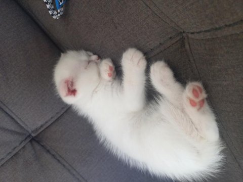 Evcil british longhair