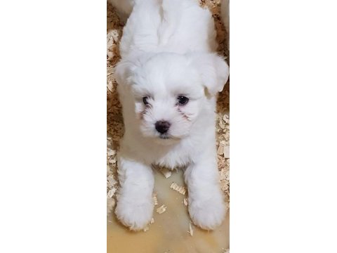 A kalite gerçek orjinal maltese yavrular