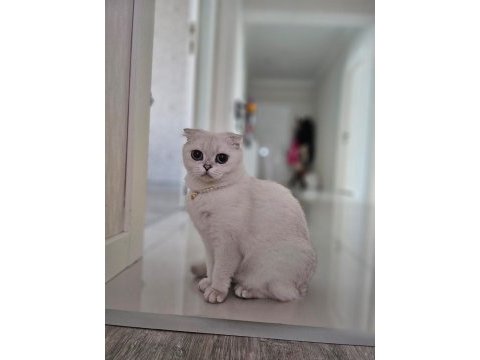 Cins scottish fold kediye yuva