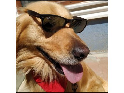 Golden erkek retriever
