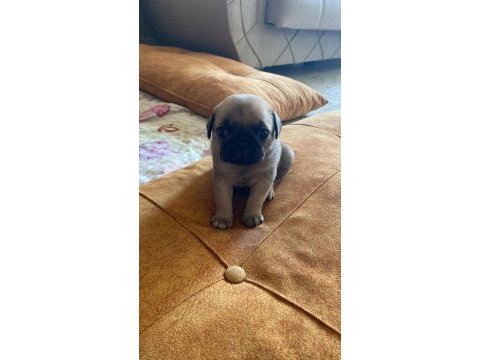 Yavru pug mops