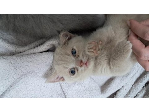 Sarı british shorthair yavrumuz